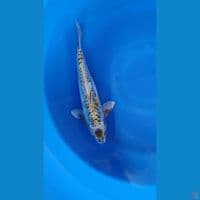 ORIGINAL MARUTEN KAWARIMONO RARE - 34Cm/Male