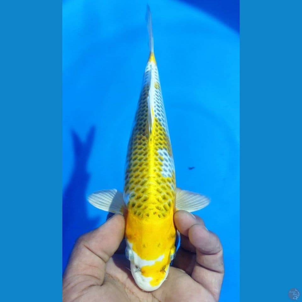 YELOW 26CM