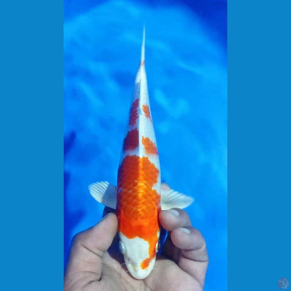 SAKURA OGON 25CM