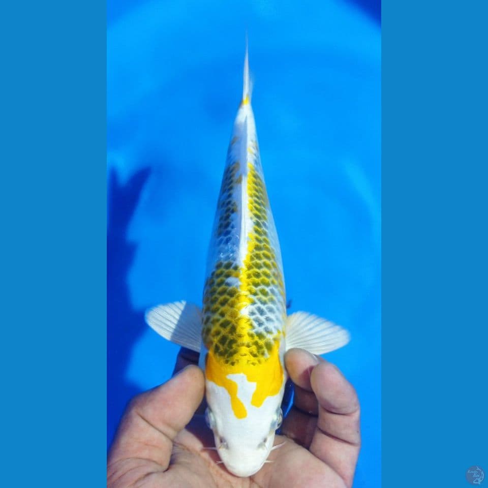 KIRIN 27CM