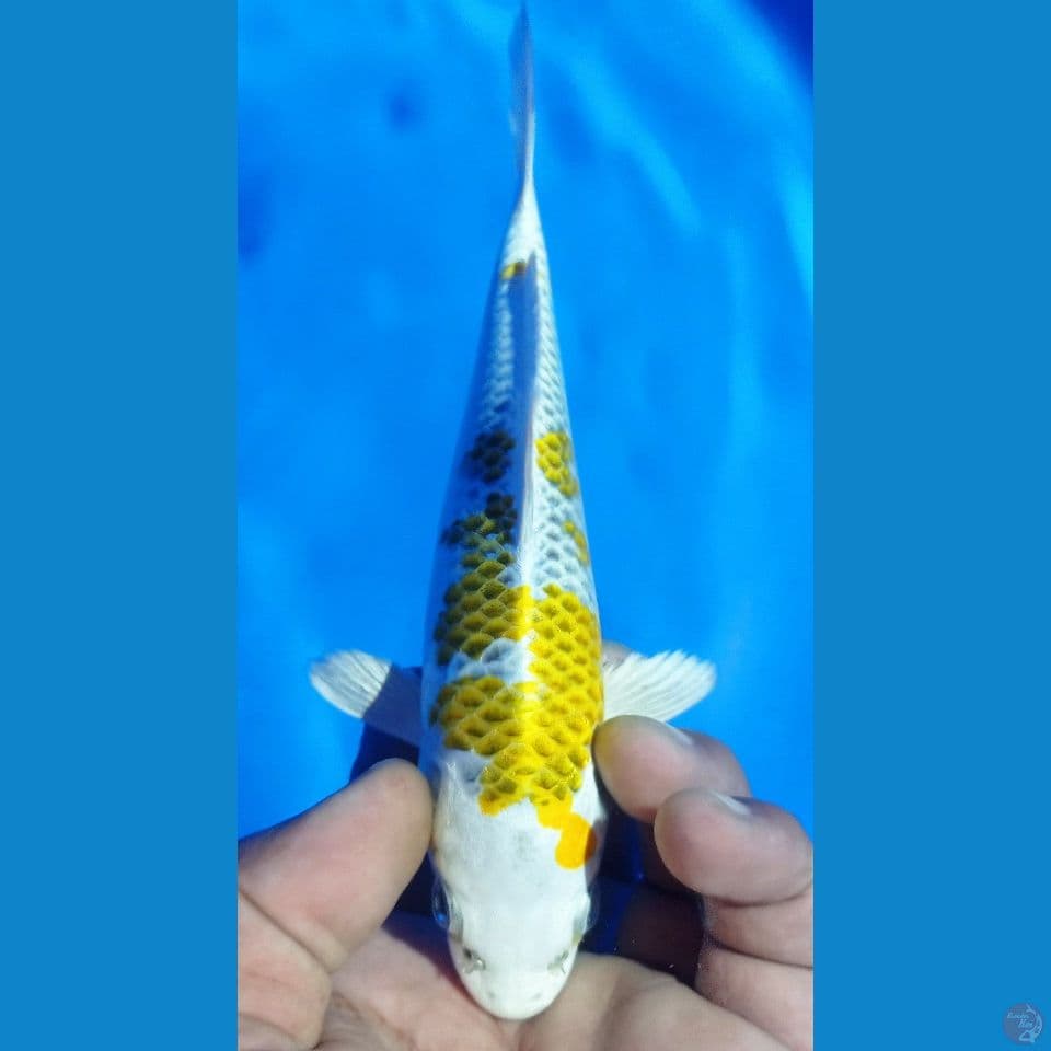 KIRIN 20CM