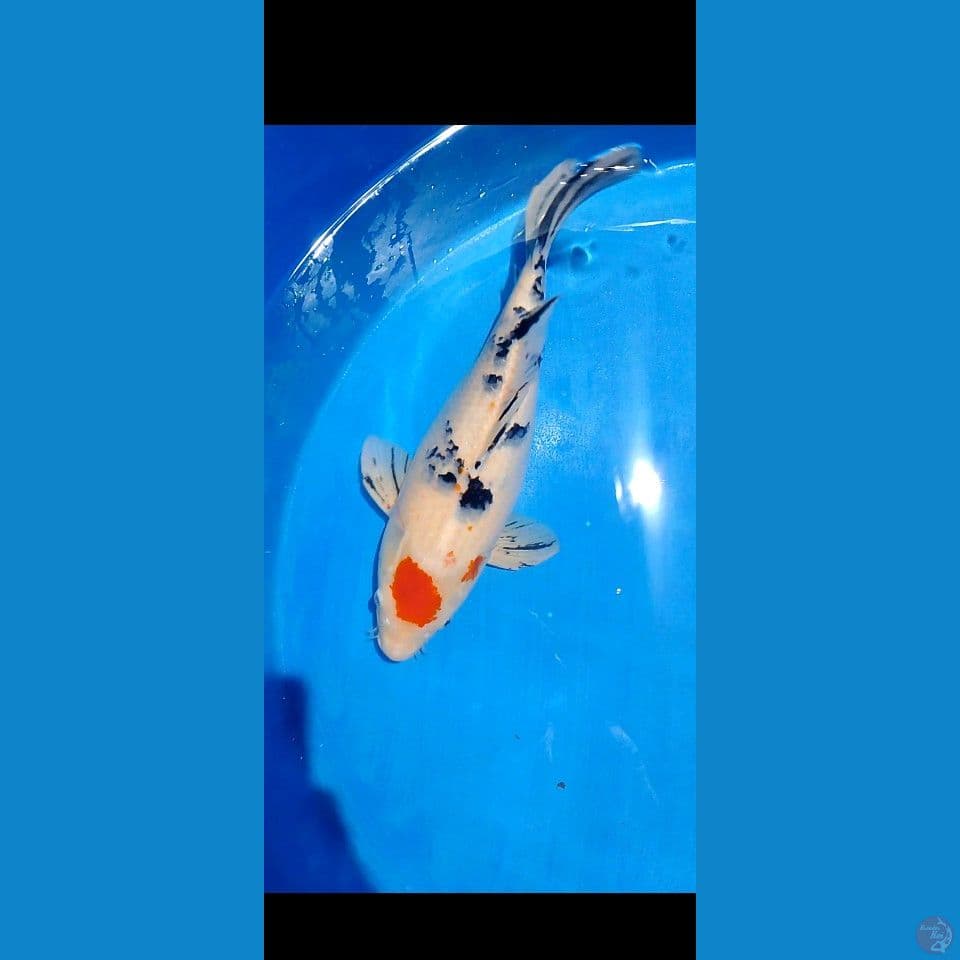 tc sangke short bodiy 43 cm