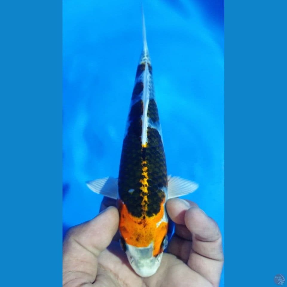 GINGA 23CM