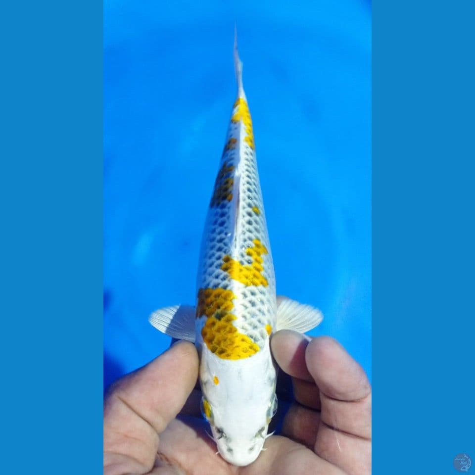 HIKARY FULL 20CM