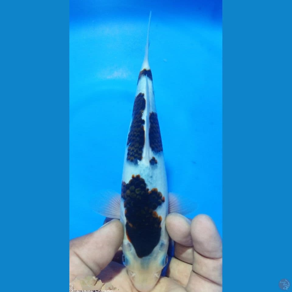 GOROMO 20CM