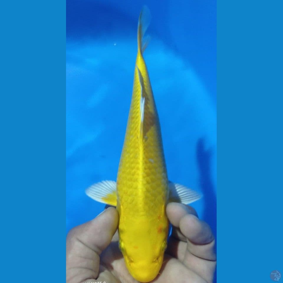 YAMA 25CM