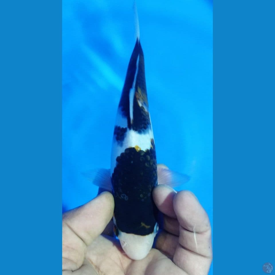 BUDO 20CM