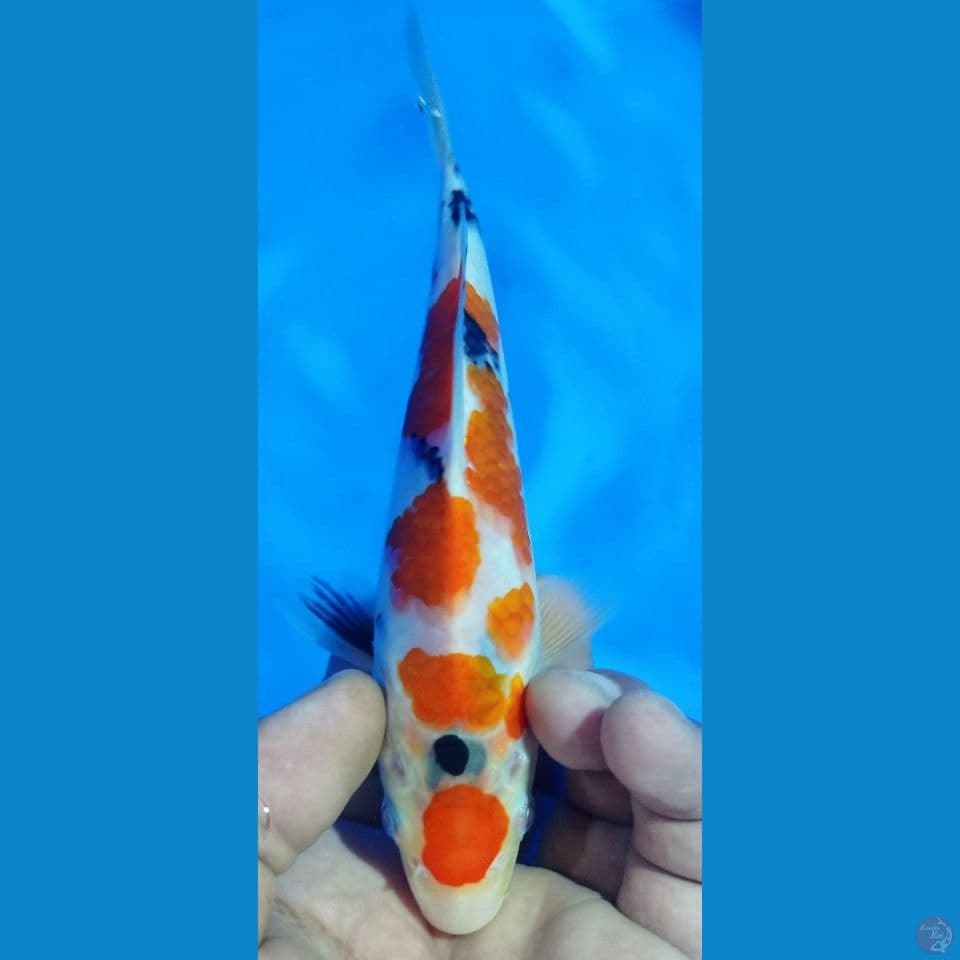 SHOWA 20CM