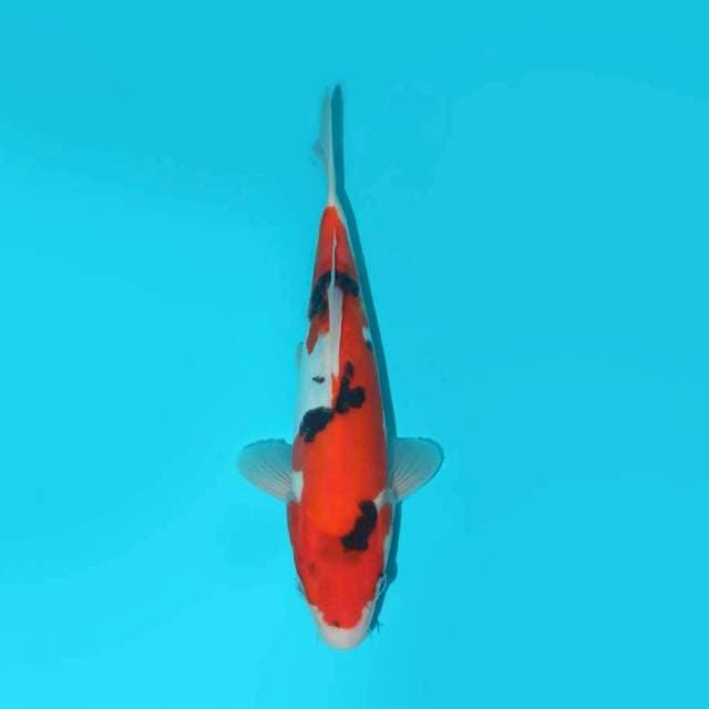 YG_SHOWA TATEGOI DOITSU MURNI_25 CM