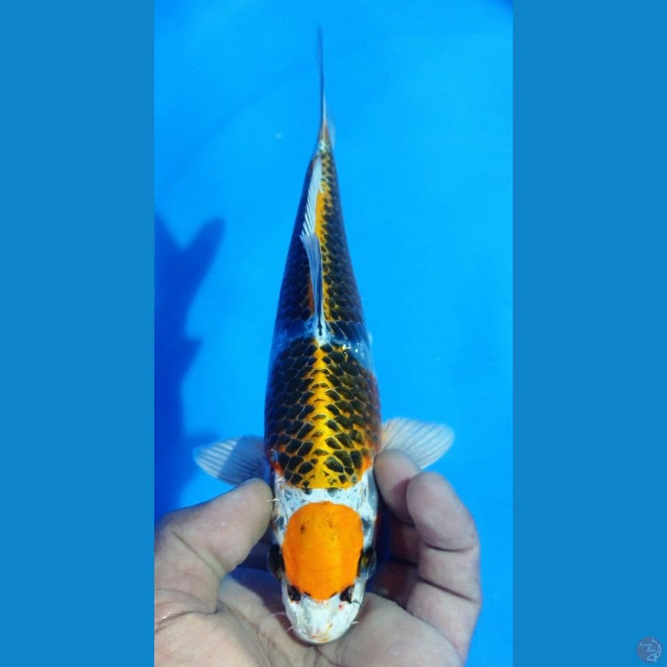 MARUKU 26CM