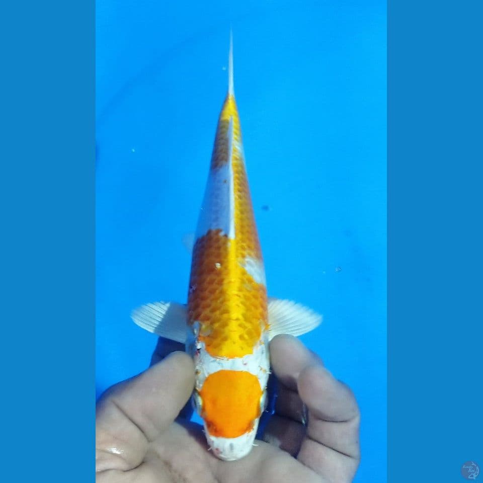 HARIWAKE 23 CM