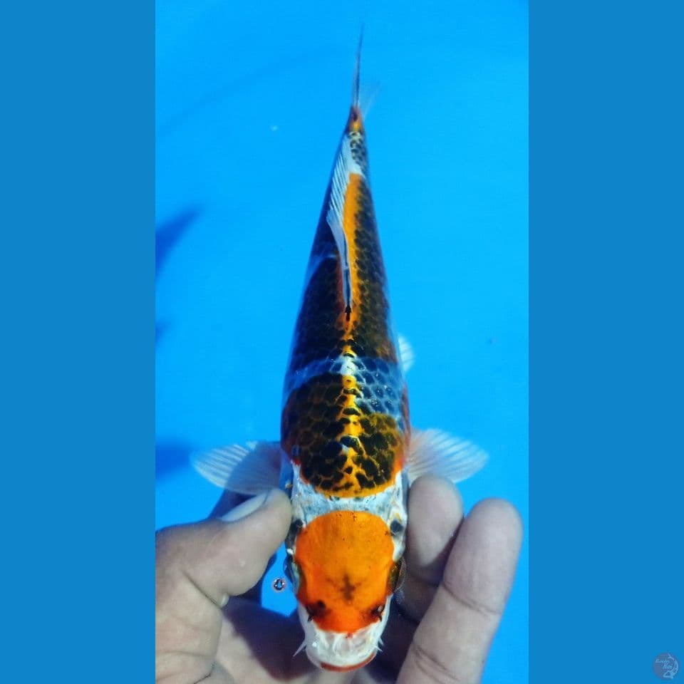 KUMARU 23CM