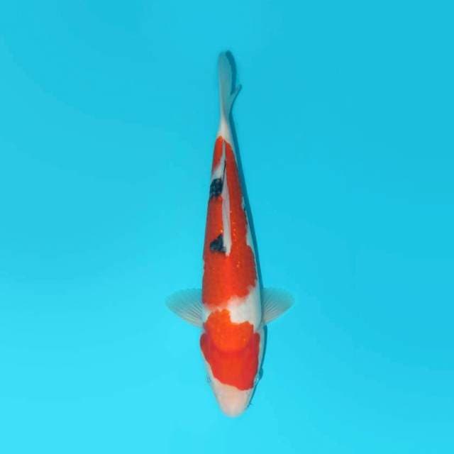 YG_SANKE_29 CM