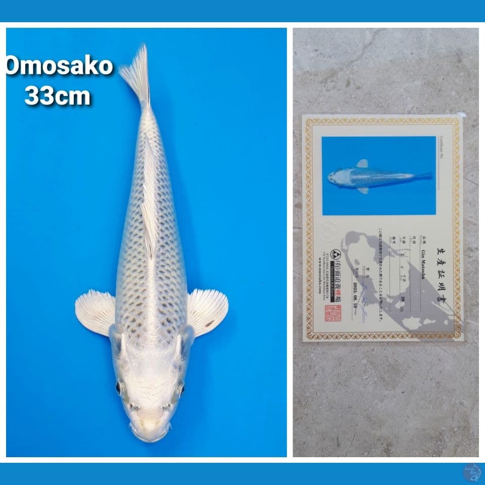 OMOSAKO MUKASHI 33CM SERTI