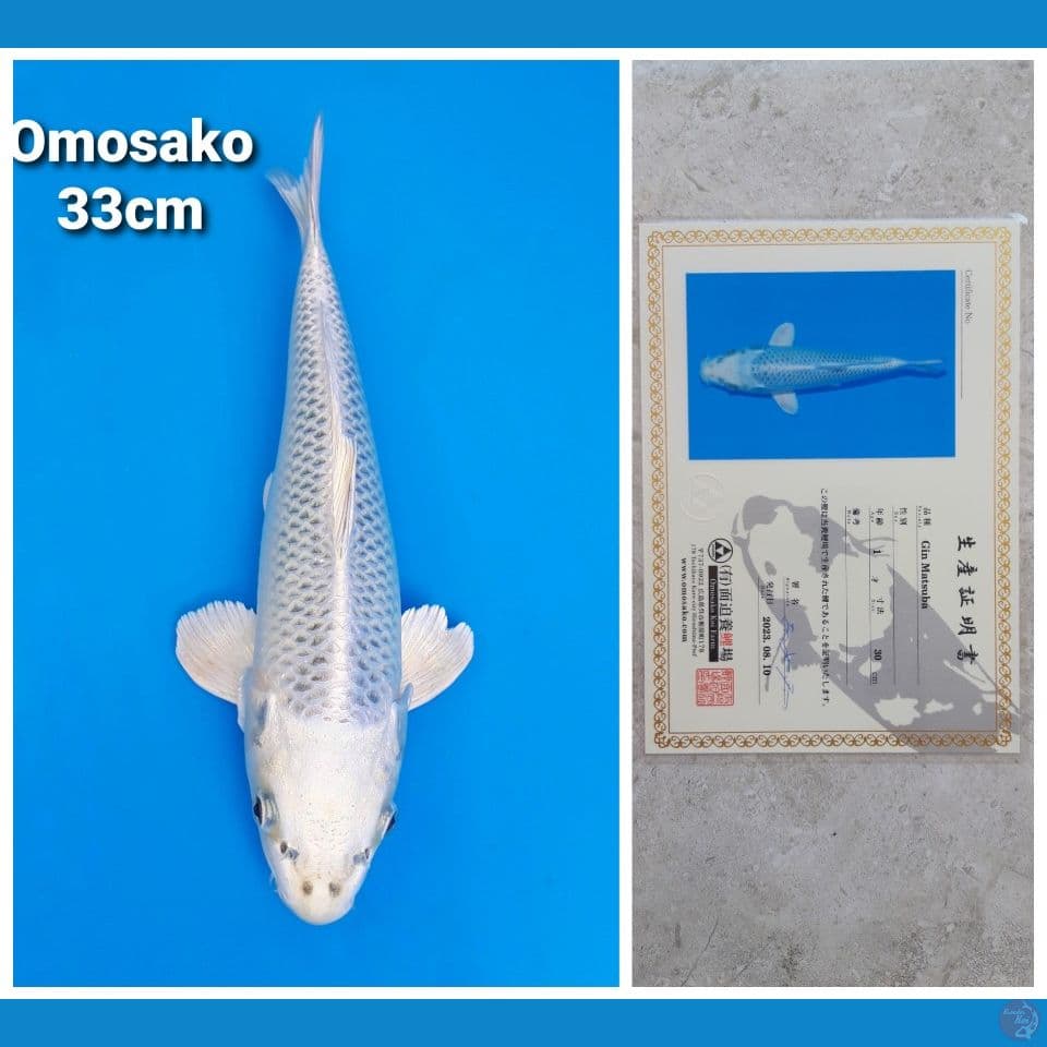 OMOSAKO MUKASHI 33CM SERTI