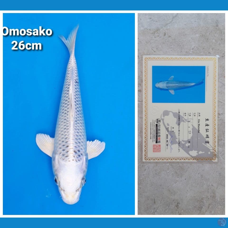 OMOSAKO MUKASHI 26CM SERTI