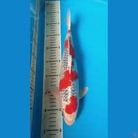 KUJAKU 34cm