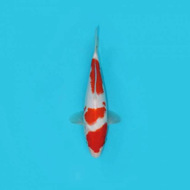 YG_KOHAKU_24 CM