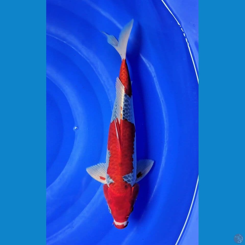 GOSHIKI RACING 36cm