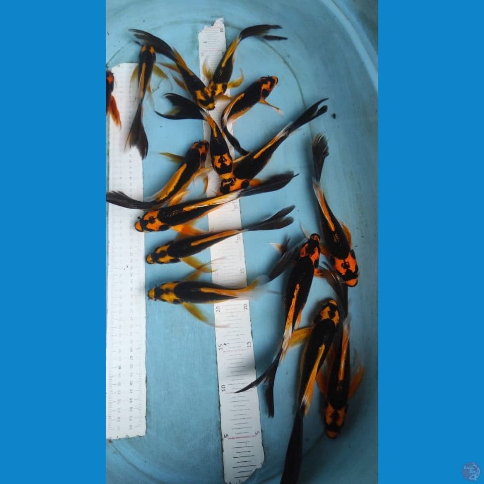 kumpay kabuto 22-25cm 15ekor