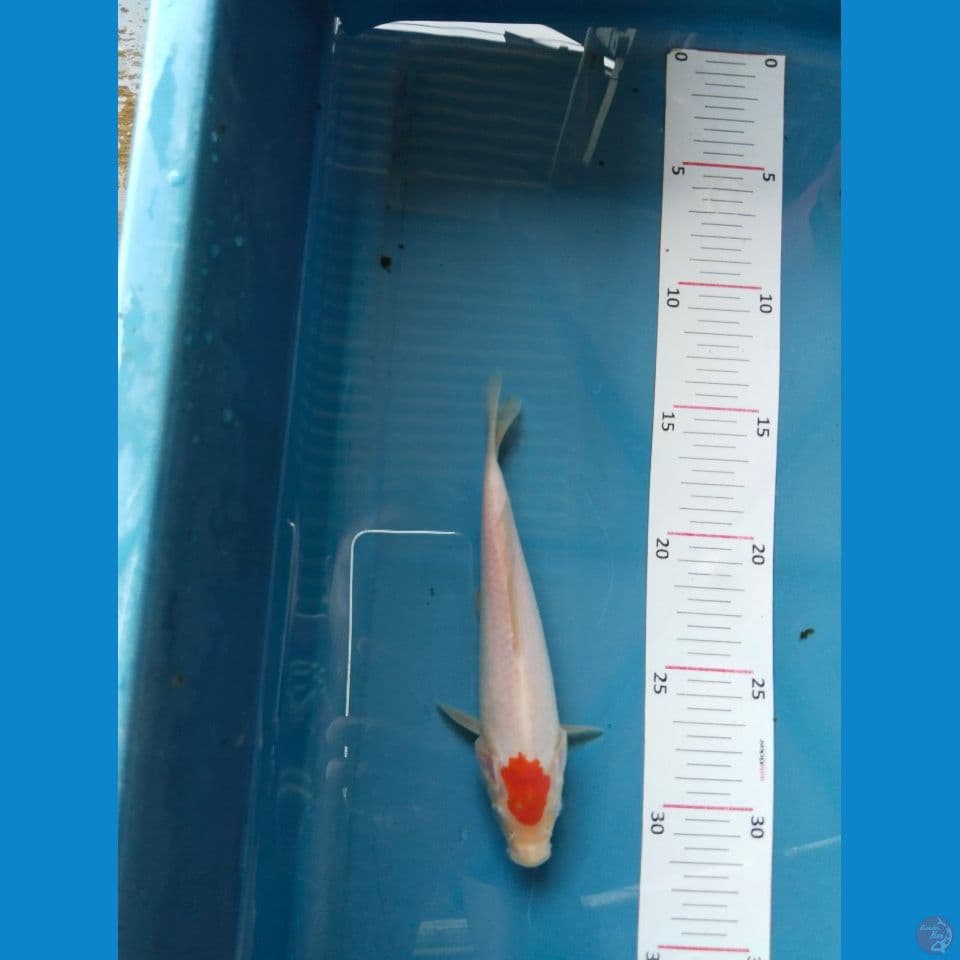 tncho kohaku 18cm