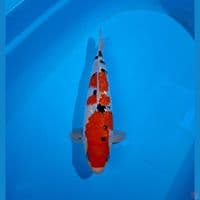 sanke gindrin 35cm (male)