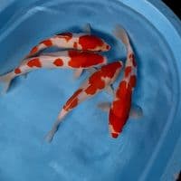 original kohaku 30-33cm 