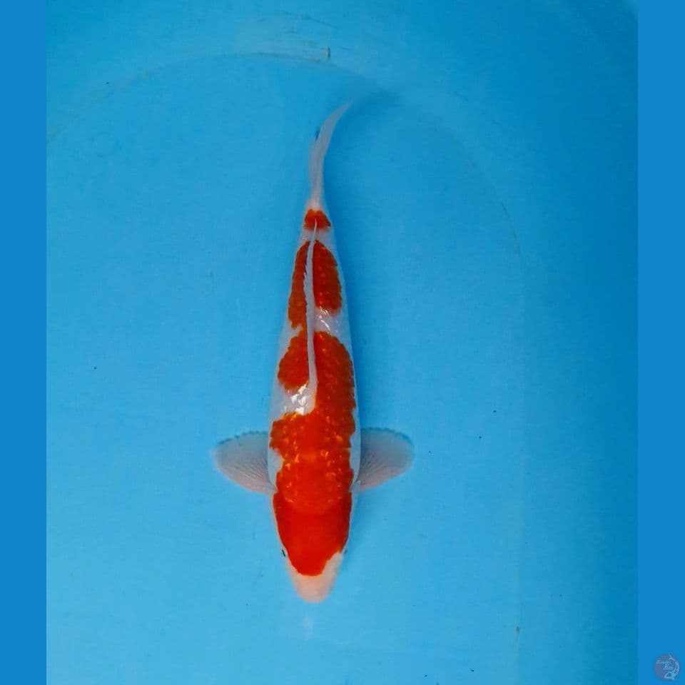 kohaku gindrin original 30cm male