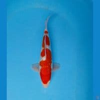 kohaku gindrin original 30cm male