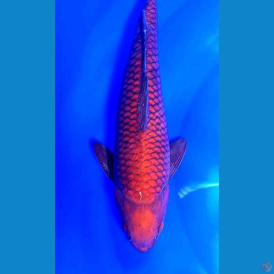 35cm super tembaga ml