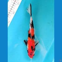 SHOWA 24CM MALE 
