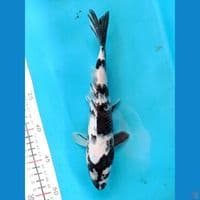 SHIRO 26CM FEMALE