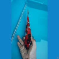 showa 25cm