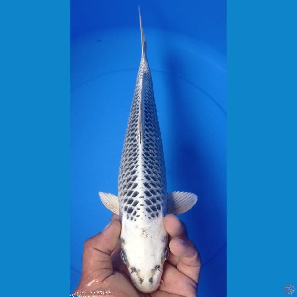 GIN MATSU 35CM