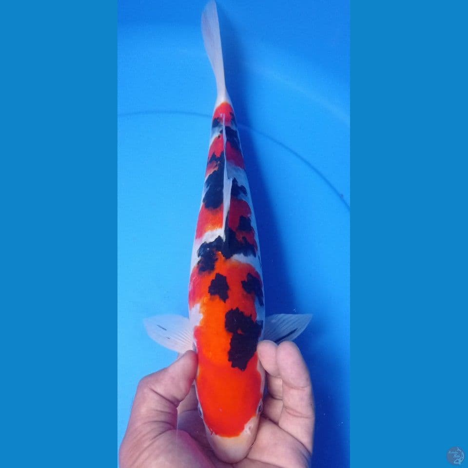 AKA SANKE 33CM