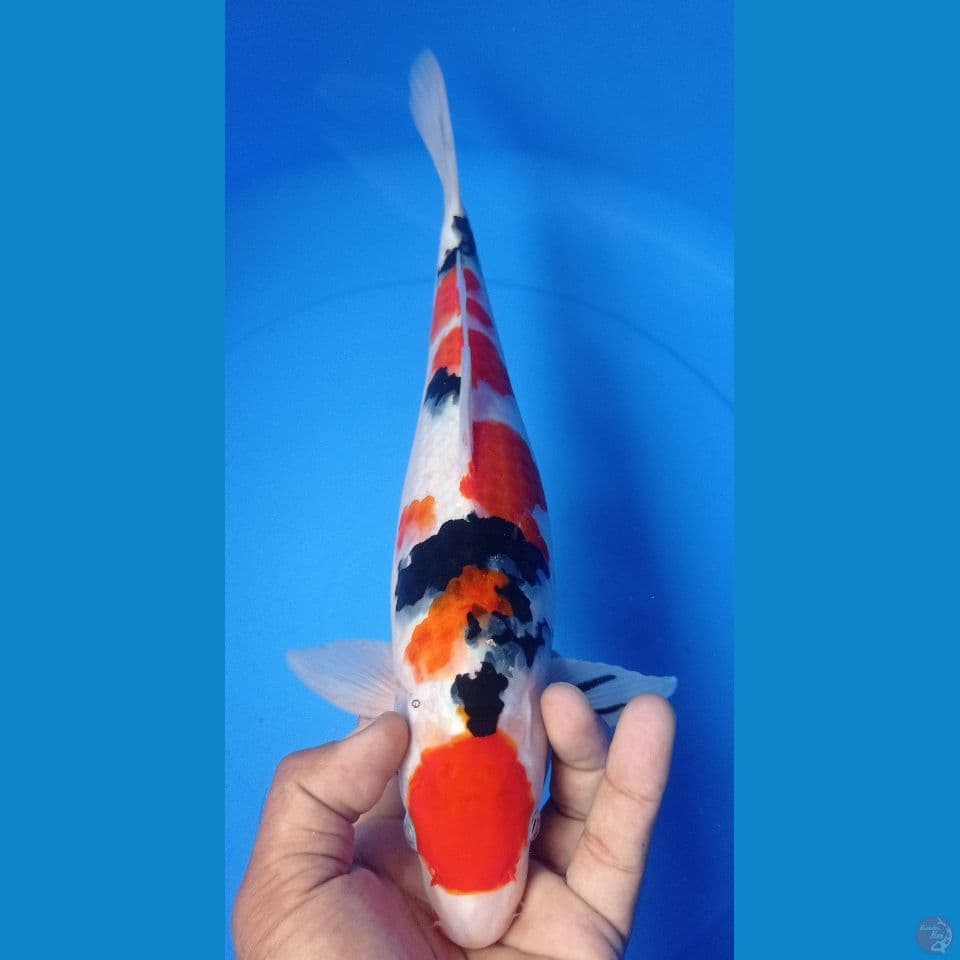 SANKE 35CM