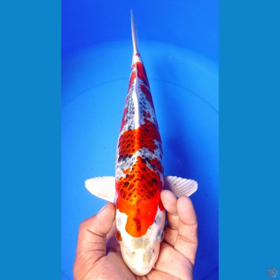 KUJAKU 35CM