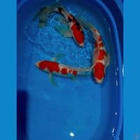 35 37cm Kumpay Kohaku Sanke