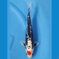 TANCHO BENIKUMONRYU 31 CM MALE
