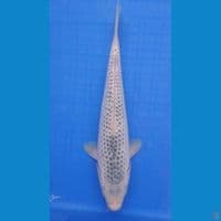 ashagi 27 cm