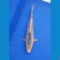 ashagi 28 cm