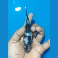 shiro 14 cm