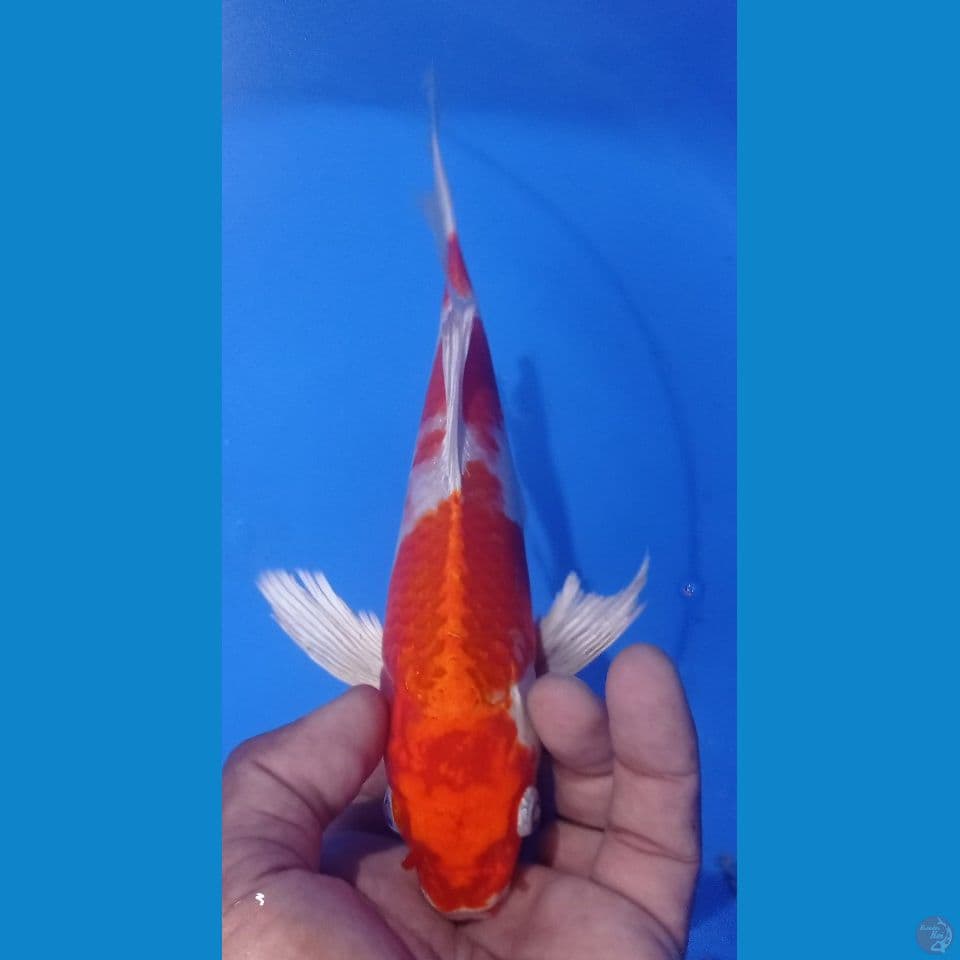 KUMPAY 27CM