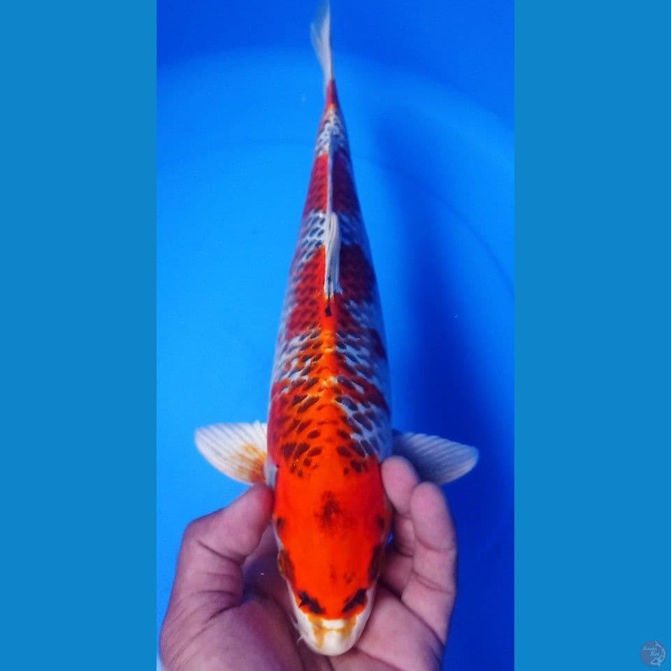KANOKO 34CM