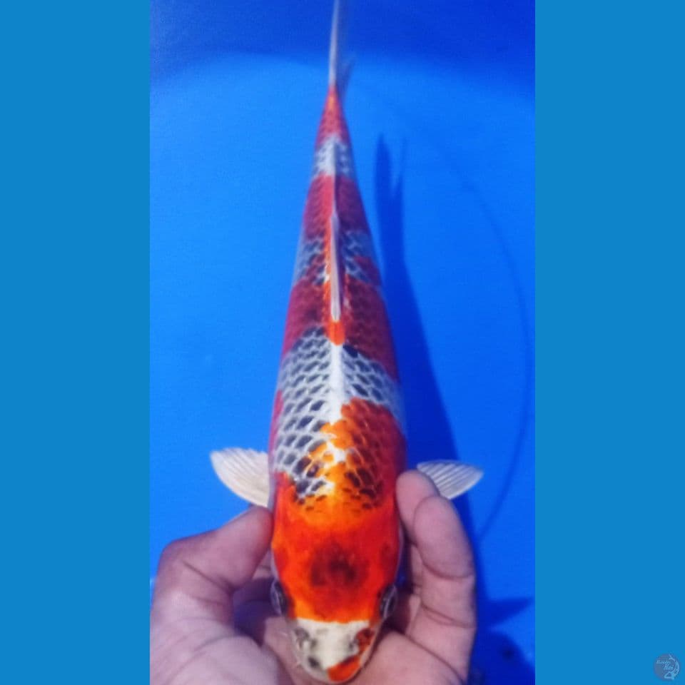 KUJAKU 31CM