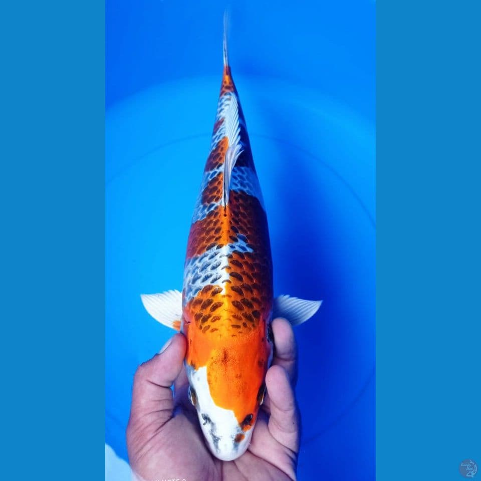 INAZUMA 40CM
