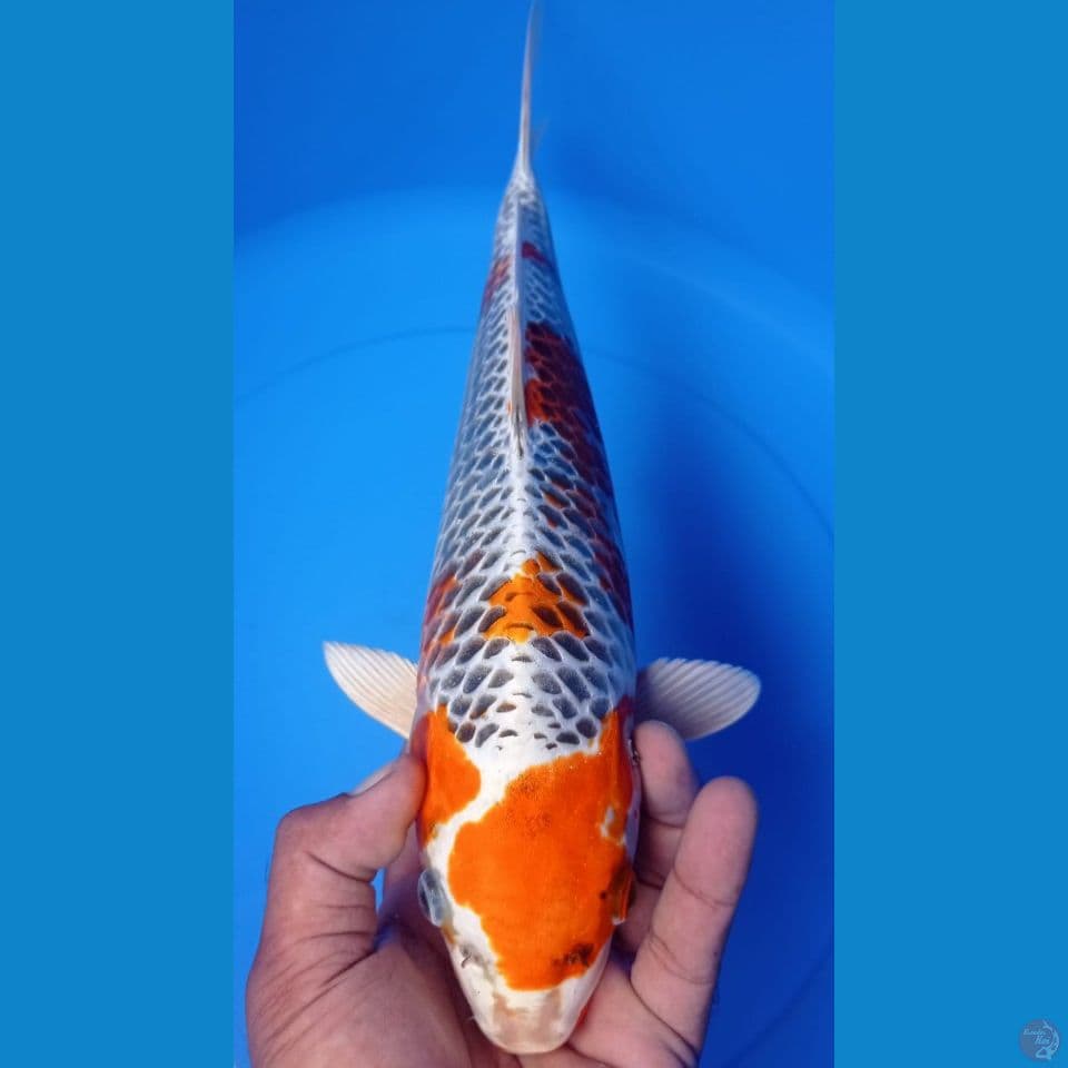 KUJAKU 37CM