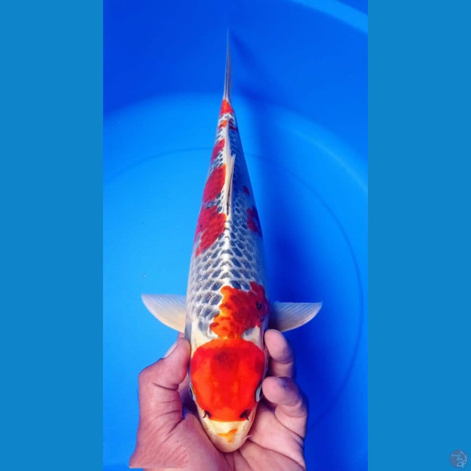 KUJAKU 39CM