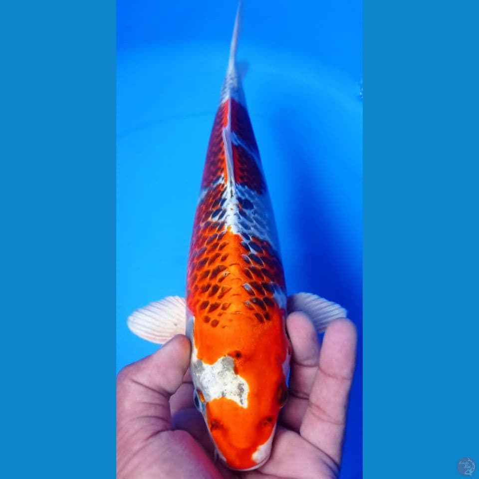 KUJAKU 34CM