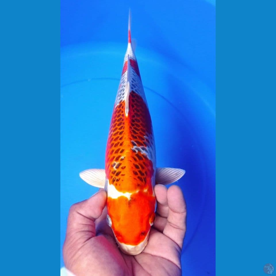 KUJAKU 33CM